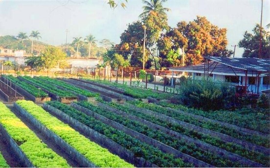 Organopónico típico, en plena producción, construido según las orientaciones normativas del Grupo Nacional de la Agricultura Urbana.