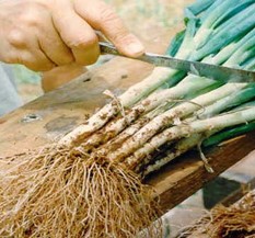 Selección y preparación del material de siembra.