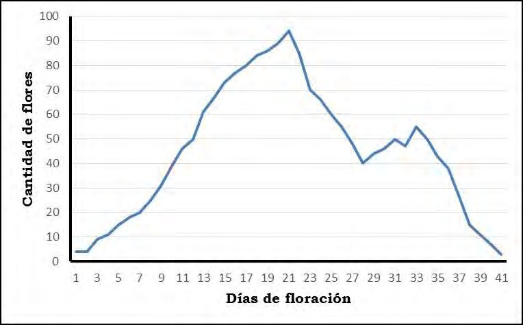Cantidad de flores promedio por día durante la floración de Ipomoea triloba L.