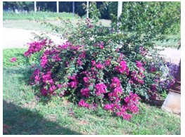 Bouganvillea spectabilis