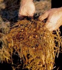 Raíces de la chufa con sus nódulos; detalles nódulos.