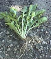 Planta de rúcula lista para el consumo.