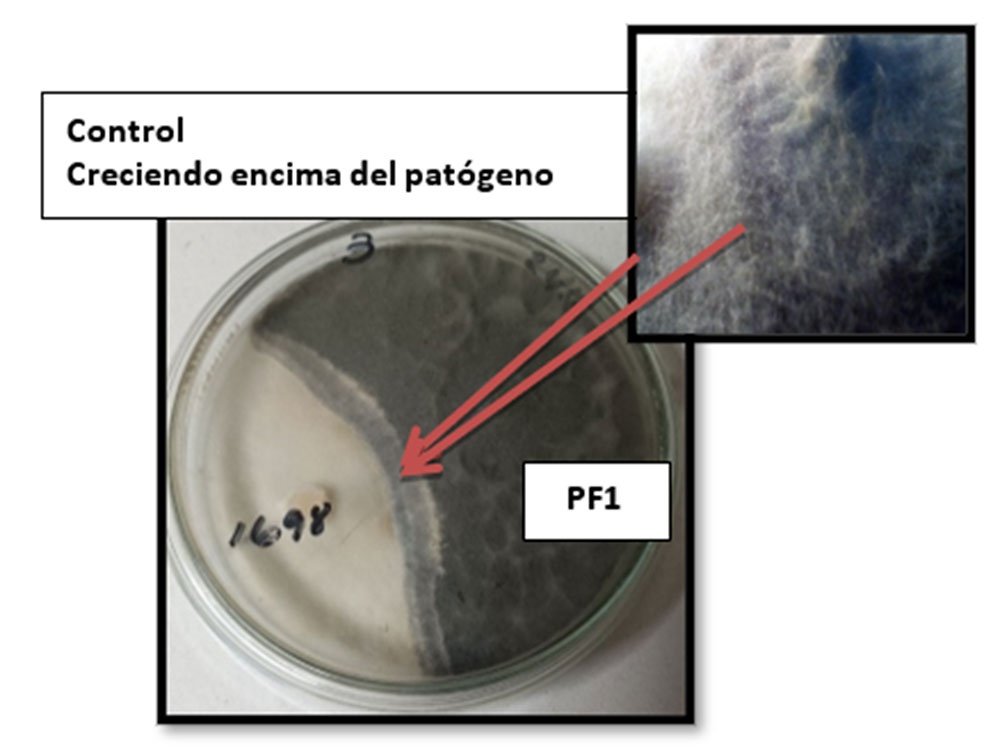 Enfrentamiento de las colonias de la cepa control contra el patógeno Macrophomina phaseolina (PF1)