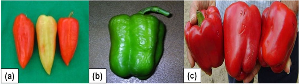 Variedades comerciales de pimiento (Capsicum annuum L.). (a) cv. ´Verano-1´; (b) cv. ´Español-16´ y (c) cv. ´Tropical CW-3´
