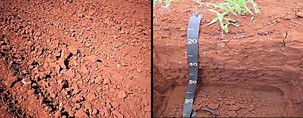 Superficie del suelo arado (a) y perfil del suelo Ferralítico Rojo Lixiviado Agrogénico (b).