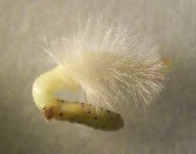 Microesclerocios de Macrophomina phaseolina sobre la testa.
