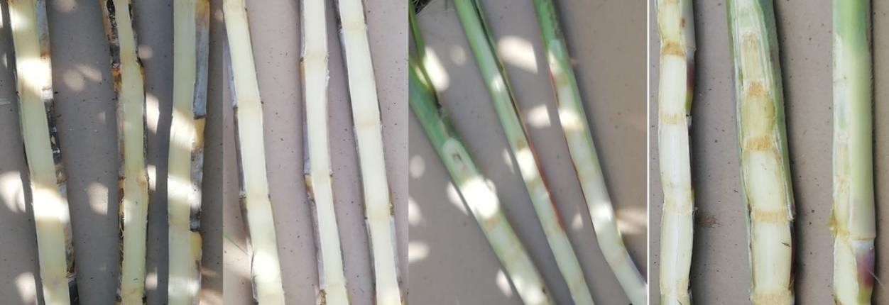 Ausencia de síntomas de Leifsonia xyli subsp. xyli en el interior de los tallos de los cultivares muestreados.