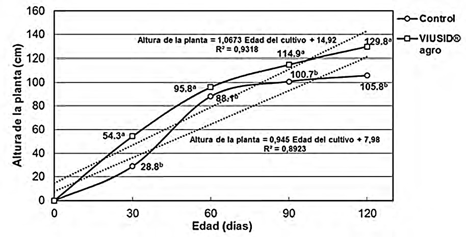 Dinámica del crecimiento de la Brachiaria cv. Mulato II ante la aplicación o no de VIUSID® agro. Letras desiguales difieren significativamente entre sí P 0,05.