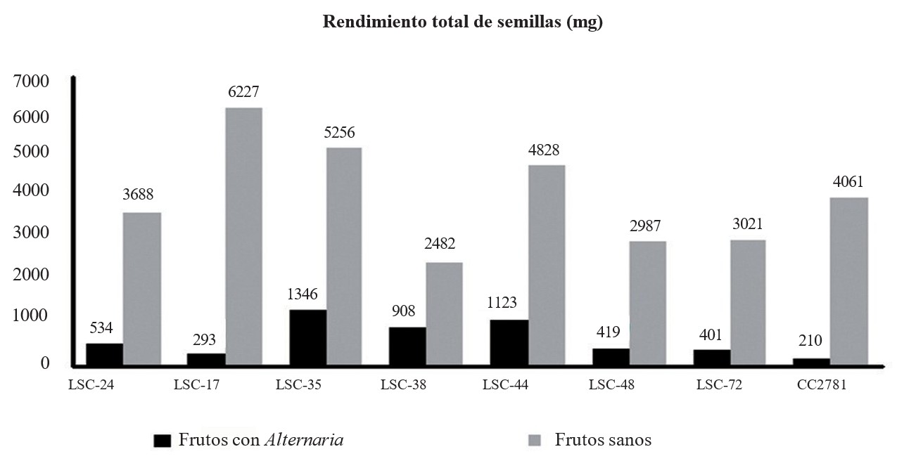 Rendimiento total de semillas (mg) procedentes de frutos sanos y frutos con afectaciones de Alternaria solani en los somaclones en estudio