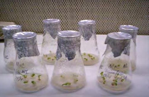 Ápices crioconservados a 10 días del tratamiento, mostrando el crecimiento de la hoja externa y color verde.