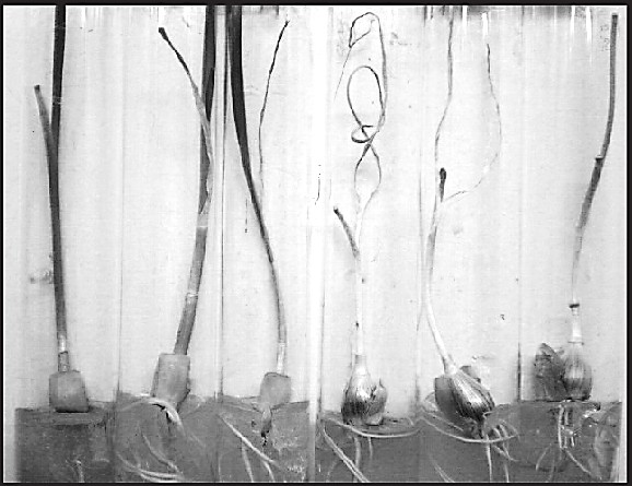 Comparación del desarrollo de la bulbificación.