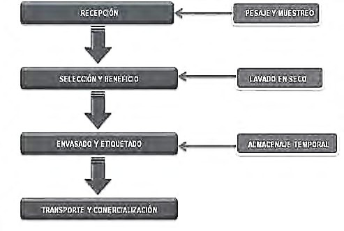 Esquema del flujo operacional de la planta de beneficio y empaque de frutas y vegetales que emplea las tecnologías convencionales de manejo postcosecha (P1)