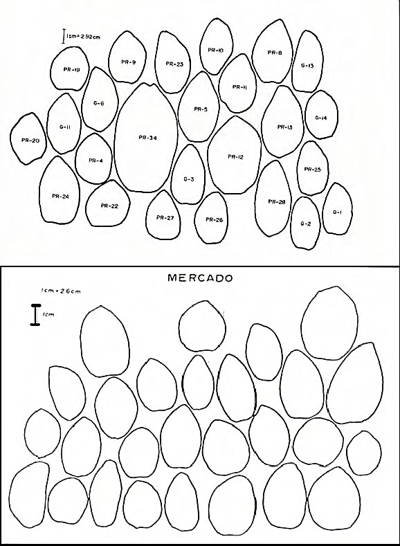 Siluetas características de los frutos de Pouteria sapota procedentes de los huertos familiares de Pinar del Río (PR) y Guantánamo (G) y los mercados de La Habana