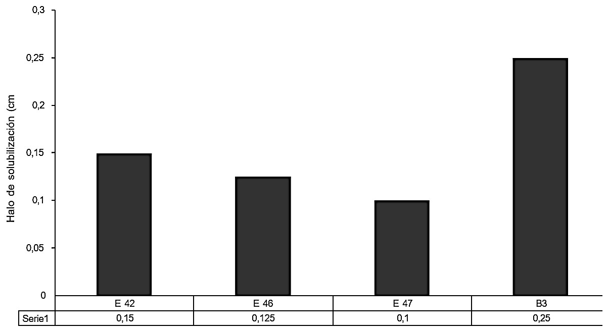 Valores de los halos de solubilización en medio Pikovskaya para las cepas con resultados positivos (valores iguales o superiores a 0.1 cm)