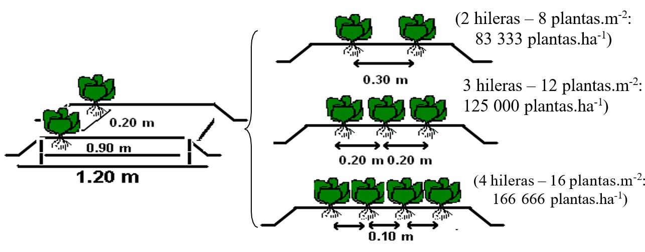 Esquema de las diferentes densidades de plantación.