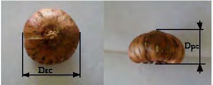Variables evaluadas (Dec: diámetro ecuatorial del cormo; Dpc: diámetro polar del cormo).