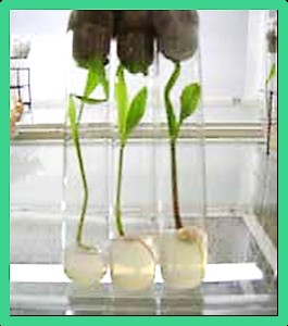 Vitroplantas del cv. ´Pajimaca´ crecidas en medio MS sin suplemento hormonal.