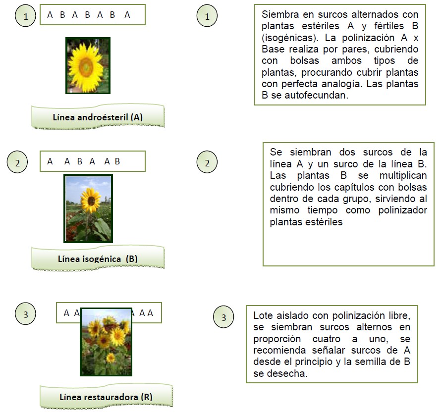 Producción de semilla de la línea A (estéril).