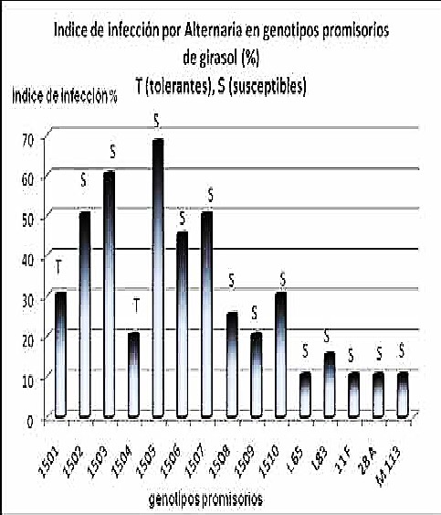 Índice de infección por Alternaria helianthi en genotipos de girasol (%).