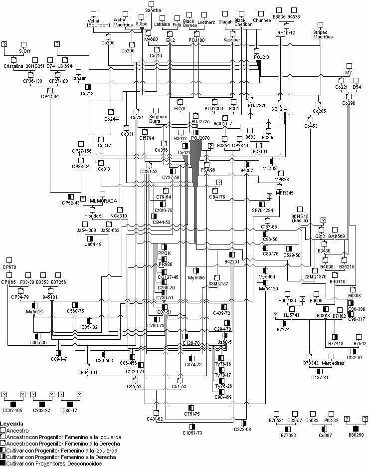 Árbol genealógico combinado de 58 cultivares de caña de azúcar, explotados comercialmente en Cuba entre 1965 y 2008.