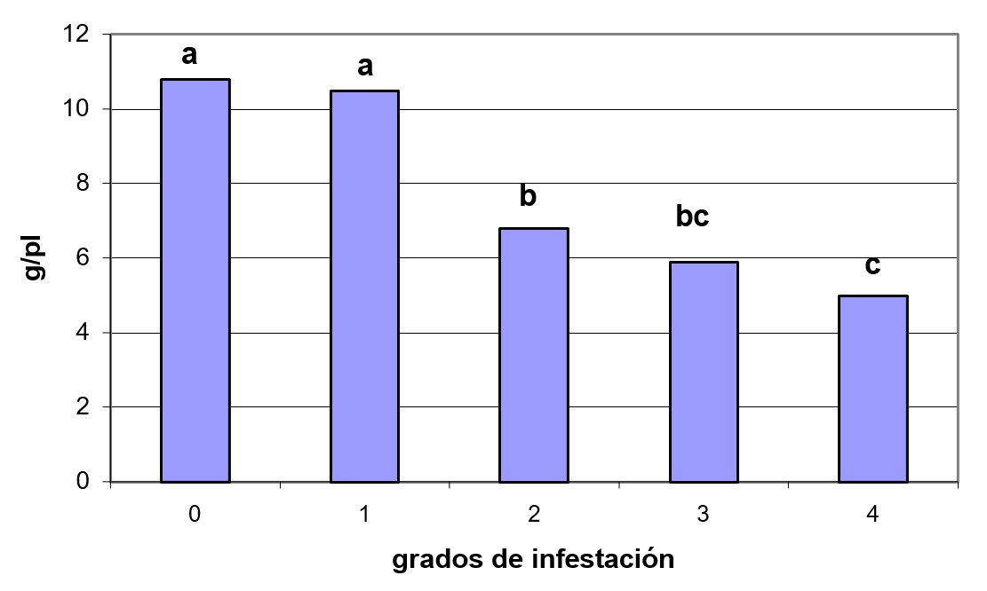 Efecto de diferentes grados de infestación de Meloidogyne incognita sobre el rendimiento de semilla de lechuga. Barras con letras iguales no difieren significativamente entre si según dócima de Duncan para p< 0.05.