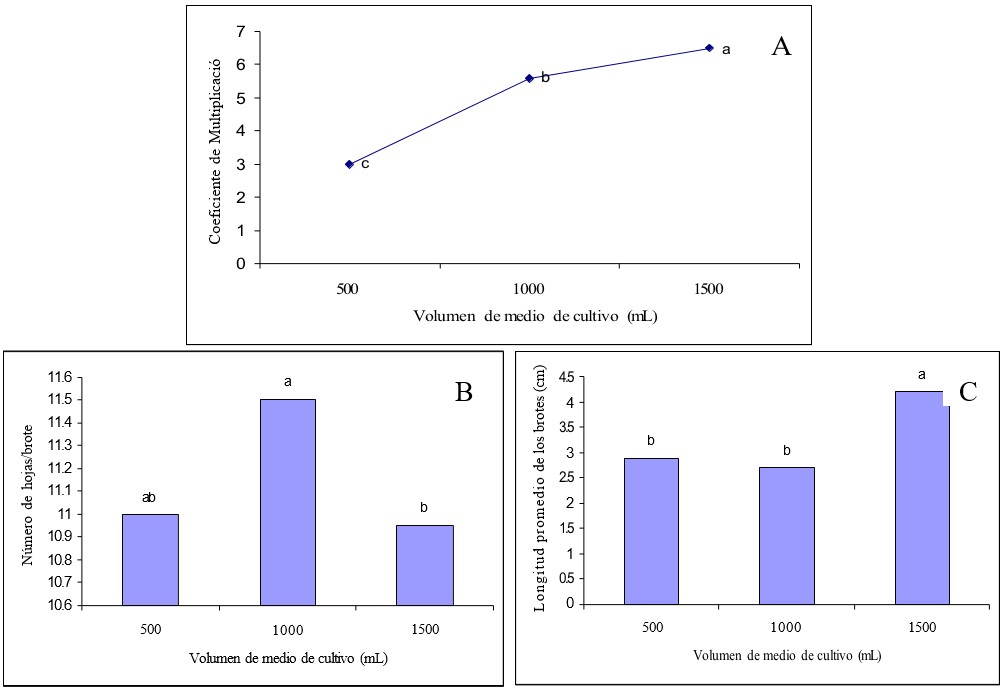 Efecto del volumen de medio de cultivo en el coeficiente de multiplicación(A) y los indicadores de calidad de los brotes de Vriesea (B,C) después de ocho semanas de proliferación y quince días de elongación en medio MS en BIT. Los datos representan la media de tres BIT/tratamiento en el que fueron evaluados todos los brotes(A). Kruskall- Wallis p≤0.05, (B,C) Anova, Tukey. Letras diferentes indican significación por el Student- Newman–Keuls.