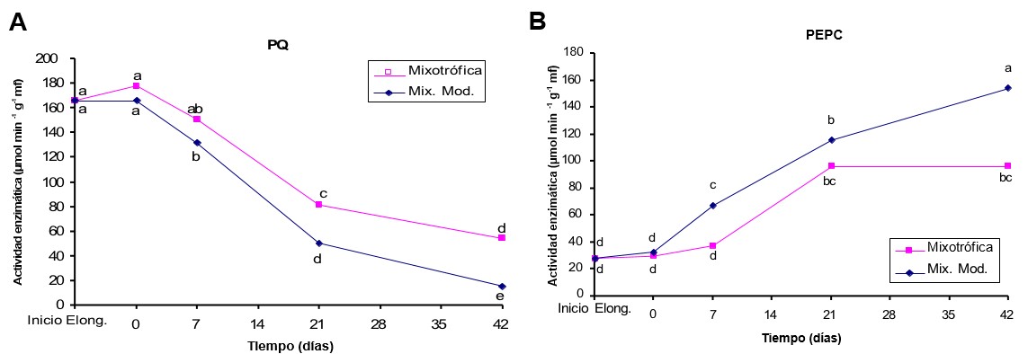 Comportamiento de la actividad enzimática al inicio de la fase de elongación y durante la aclimatización ex vitro de plántulas de caña de azúcar micropropagadas en BIT, de acuerdo a las condiciones de cultivo (mixotrófica y de mixotrofismo moderado) A) Piruvato Quinasa (PQ). B) Fosfoenol Piruvato Carboxilasa (FEPC). Medias con letras iguales no difieren significativamente (T- test, p>0.05)