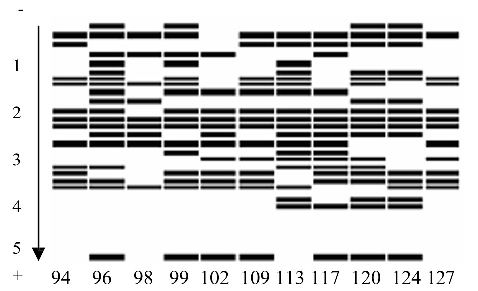 Proteinograma de las 11 especies de Nicotiana.