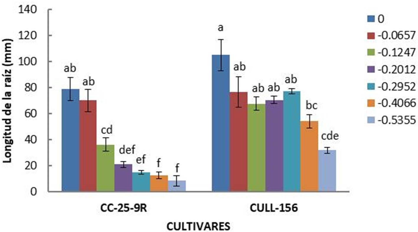 Longitud de la raíz de los cultivares Phaseolus vulgaris L. CC-25-9R y CULL-156, expuestos a déficit hídrico in vitro. Letras diferentes indican diferencias significativas según la prueba de Tukey HSD (n=4).