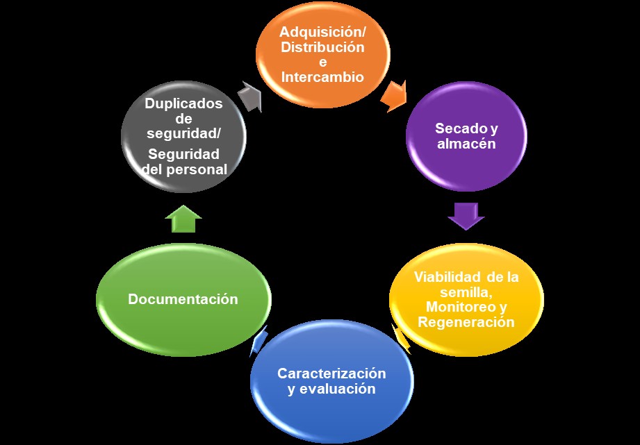 Diagrama de operaciones para la conservación de semilla ortodoxa (FAO, 2023a)