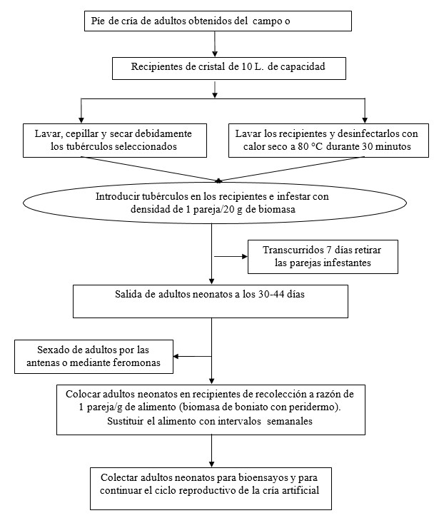 Organigrama de secuencias para la cría de Cylas formicarius sobre dieta natural