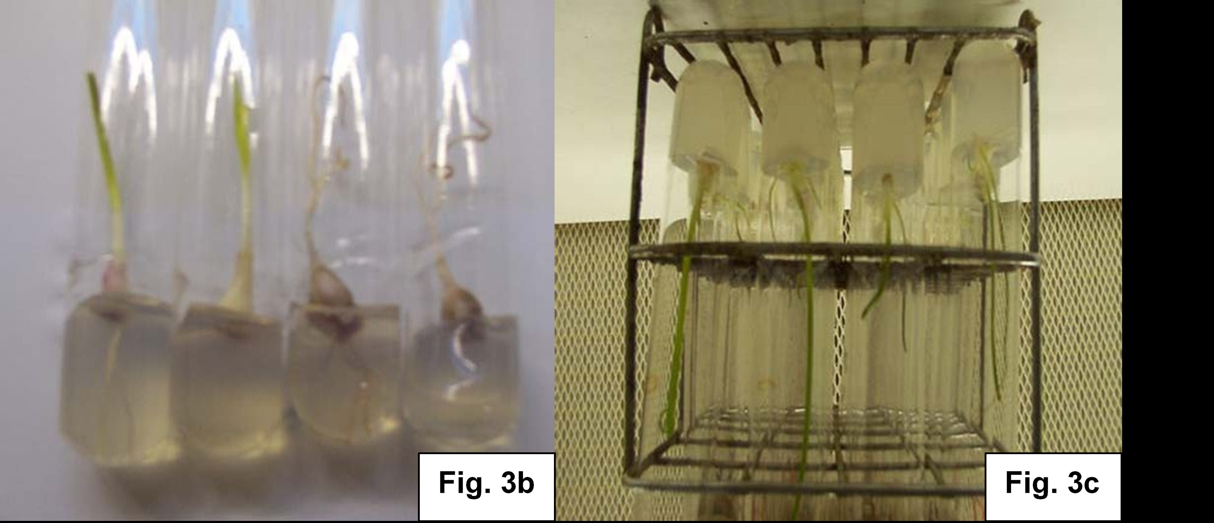 Comparación del desarrollo alcanzado por las plantas a la temperatura de 24oC (izquierda) y a 6oC (derecha) a los 4 meses de conservación. Clon ‘Machuá’ (3b). Características del desarrollo de vitroplantas de ajo ) (6oC, 4 meses) (3c).